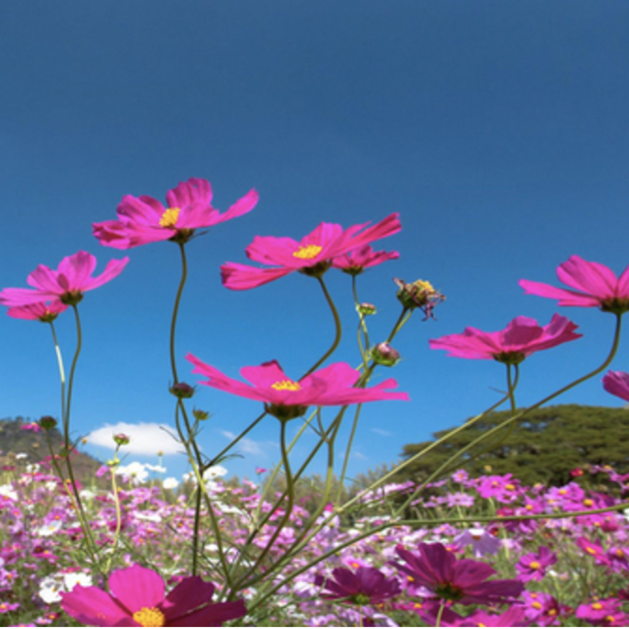 Cemre düşme tarihleri 2026