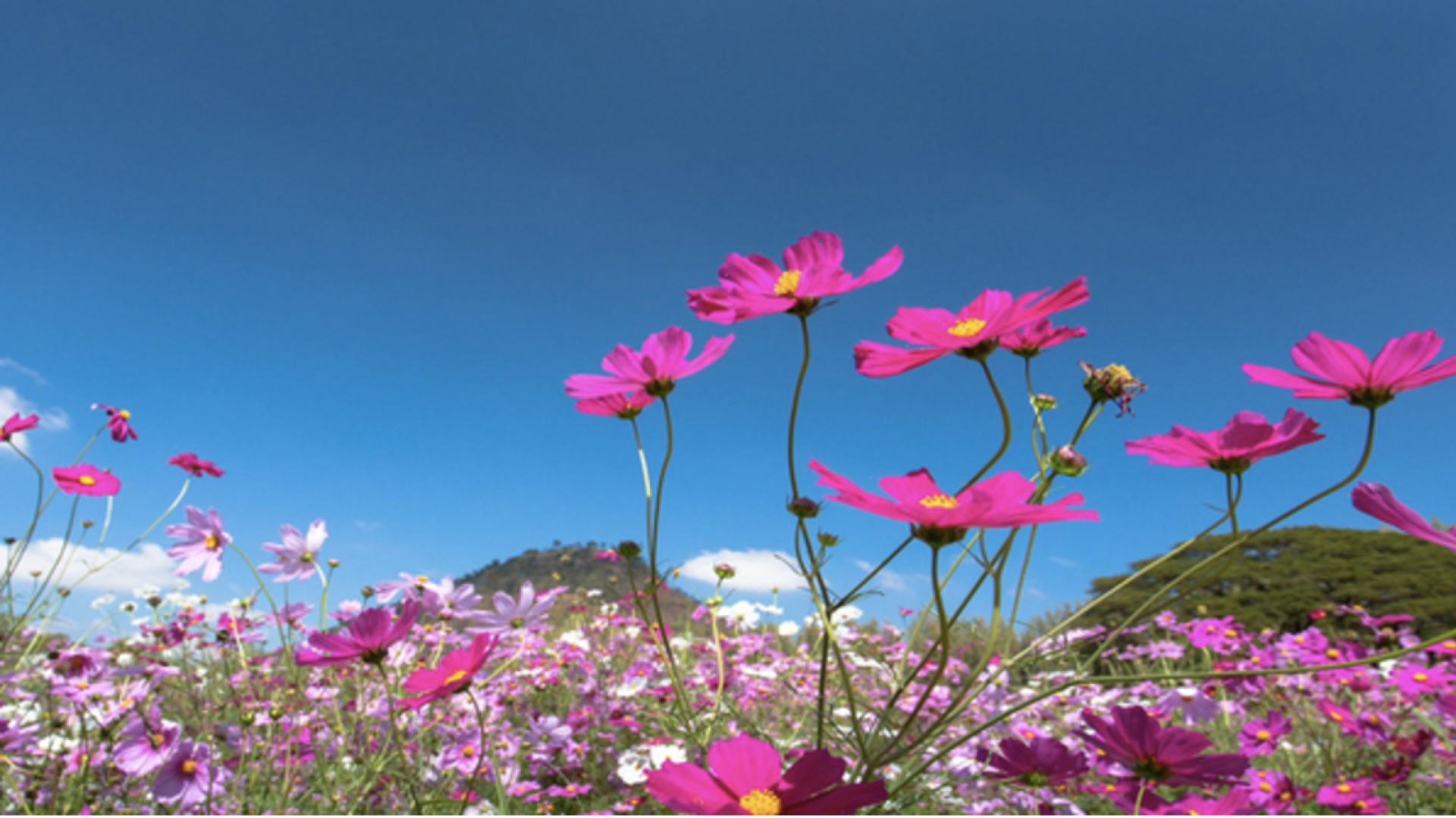 Cemre düşme tarihleri 2026: Cemreler ne zaman hangi tarihte düşecek?