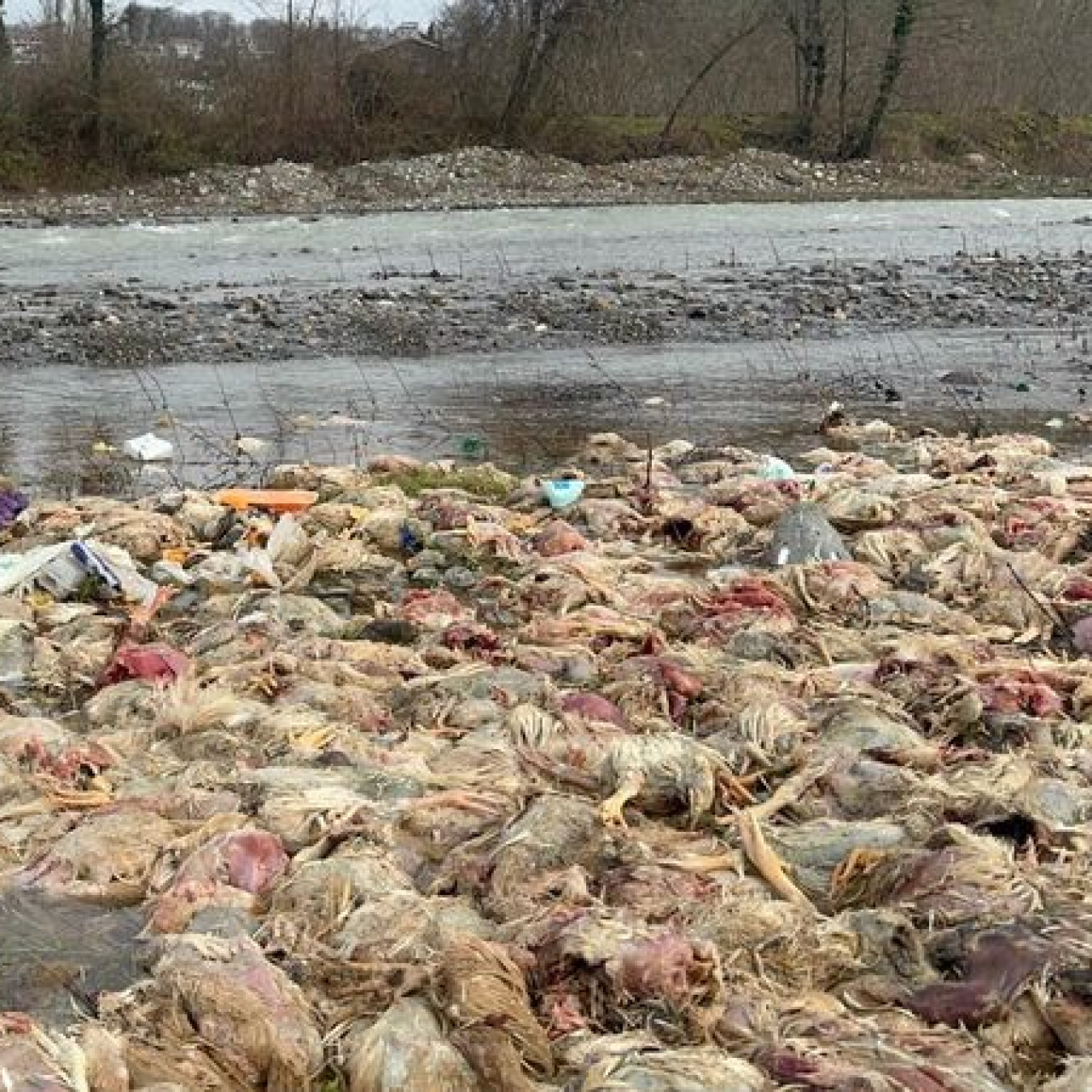 Çay yatağında tavuk ölüleri bulundu