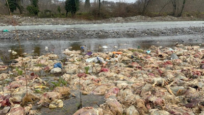 Çay yatağında tavuk ölüleri bulundu