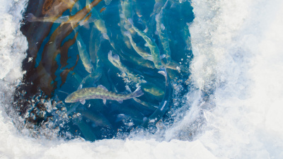 Balıklar donmadan nasıl hayatta kalıyor?