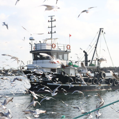 Balıkçı teknelerinin peşini bırakmıyorlar