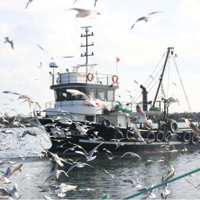 Balıkçı teknelerinin peşini bırakmıyorlar