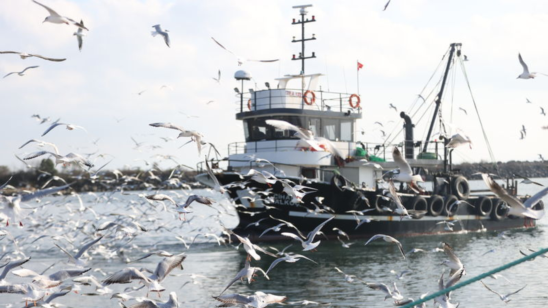 İğneada'da Martılar Balıkçı Teknelerini Takip Ediyor