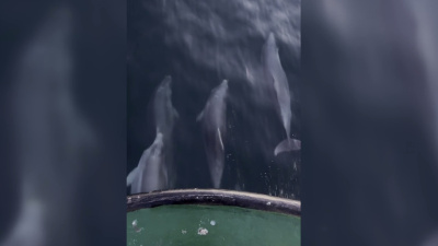 Balıkçı teknesine eşlik eden yunuslar kamerada