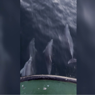 Balıkçı teknesine eşlik eden yunuslar kamerada