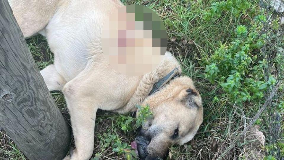 Kangal köpeği tüfekle vurdular: 1 gözaltı