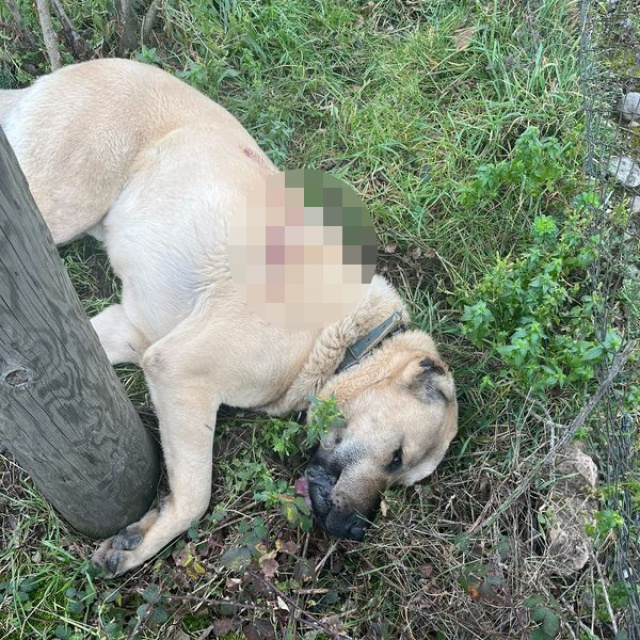 Kangal köpeğini tüfekle vurdular: 1 gözaltı