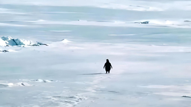 "Nihilist Penguen" bizi neden ağlattı?