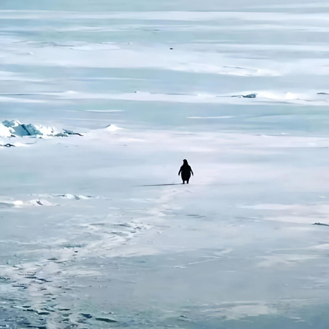 "Nihilist Penguen" bizi neden ağlattı?