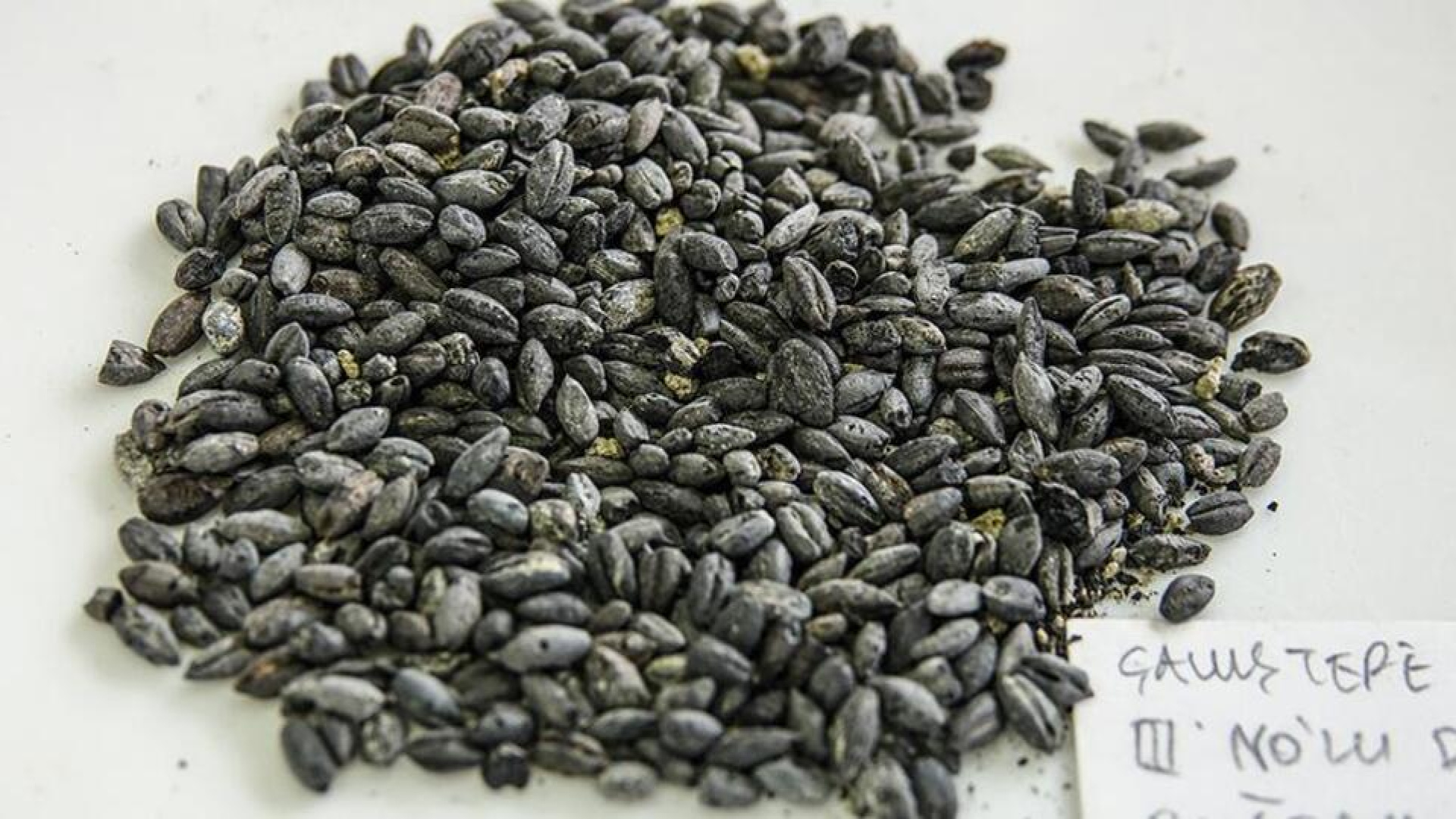 Chia tohumu nasıl yenir, tüketilir? Chia tohumunun faydaları nelerdir? htfd