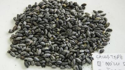 Chia tohumu nasıl yenir?