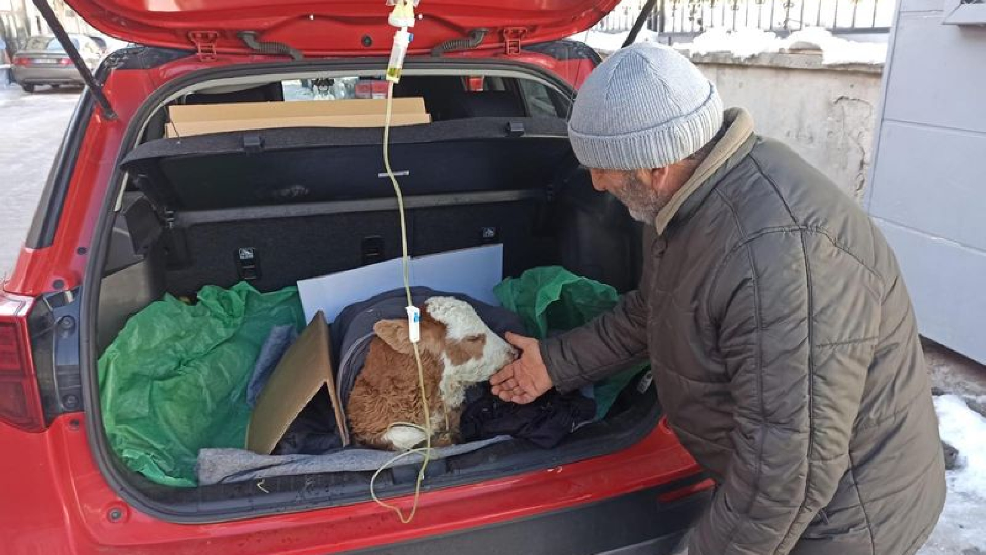 Buzağıya otomobilin bagajında serum tedavisi