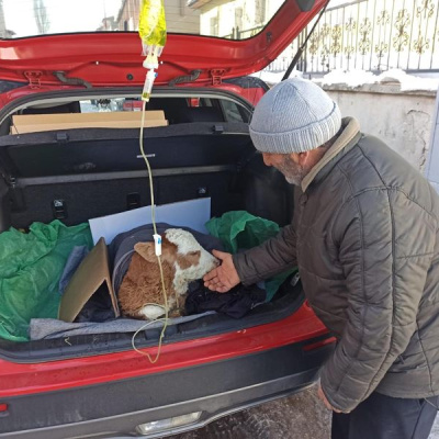 5 günlük buzağısı için veterinere koştu! Bagajda tedavi...