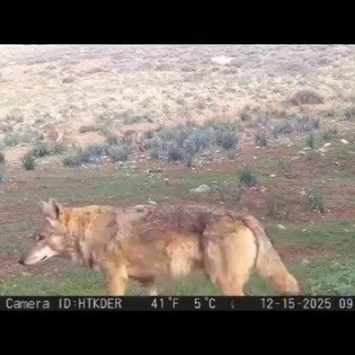 "Yalnızca Hatay'da birlikte yaşıyorlar"