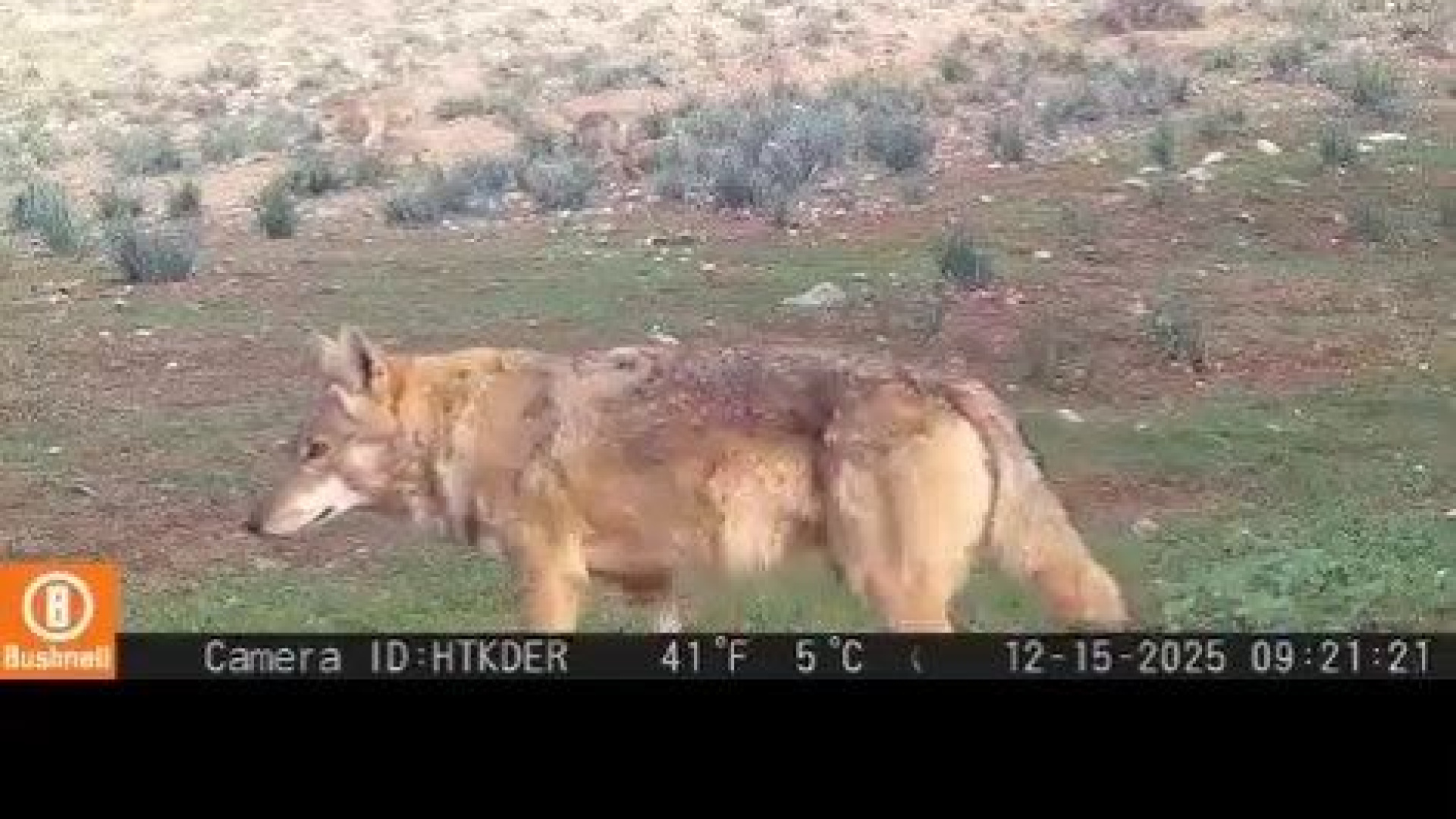 Dağ ceylanı, çizgili sırtlan ve kurt aynı habitatı paylaşıyor