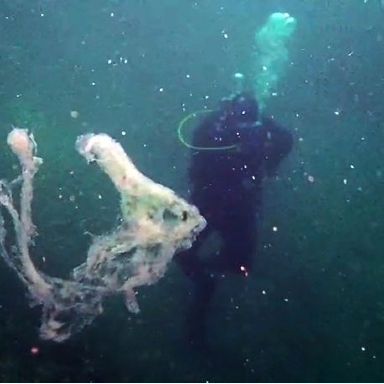 Müsilajzsız Marmara için açık çağrı