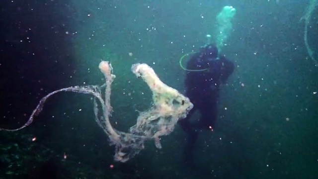 Müsilajzsız Marmara için açık çağrı