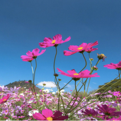 İlk cemre ne zaman ve nereye düşecek?