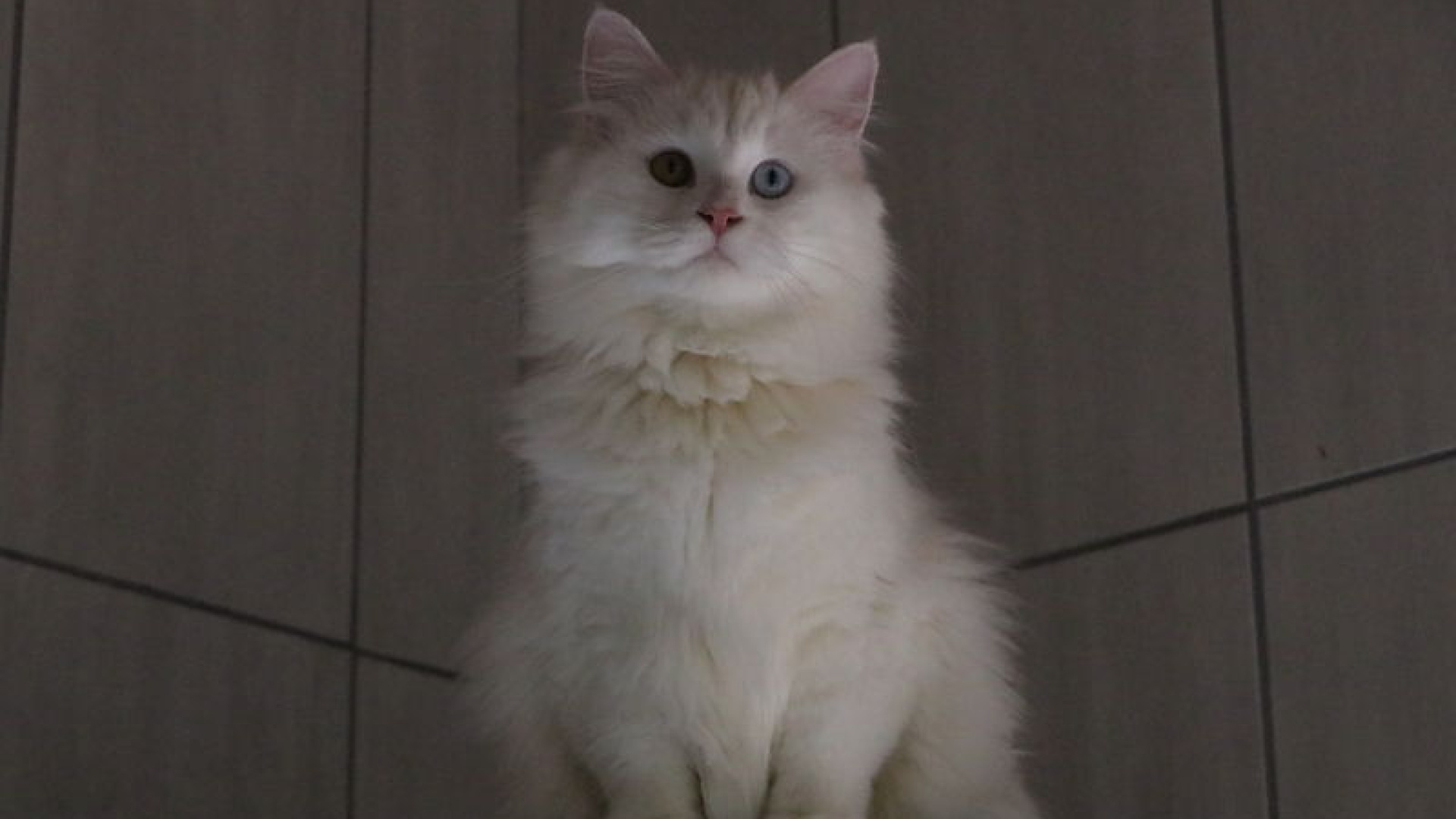 Ankara kedisini yaşatan merkezden 700'e yakın sahi…