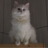 700'e yakın Ankara kedisi yeni yuvasına kavuştu