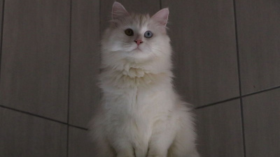 700'e yakın Ankara kedisi yeni yuvasına kavuştu