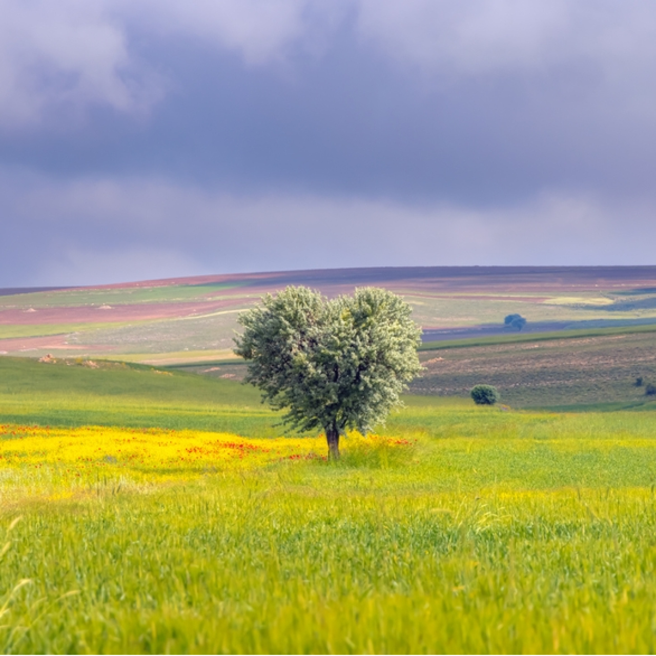 TOKİ 29 ilde 243 arsa satıyor