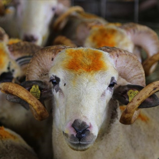 2026 Kurban Bayramı ne zaman?