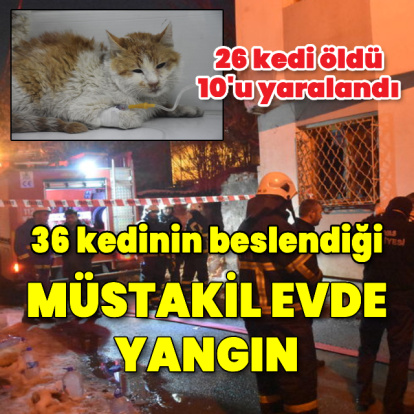 Müstakil evde yangın çıktı; 26 kedi öldü!