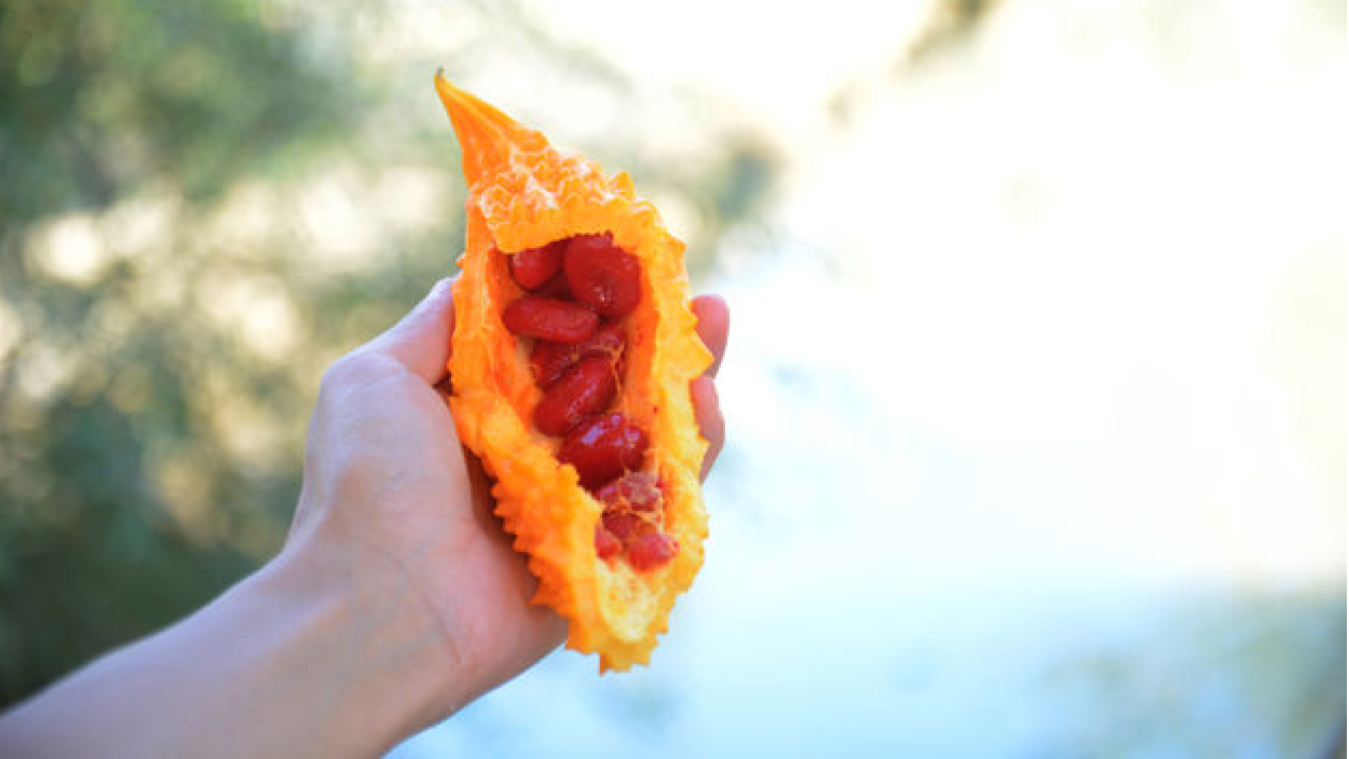 Kudret narı nasıl yenir, tüketilir? Kudret narının faydaları nelerdir?