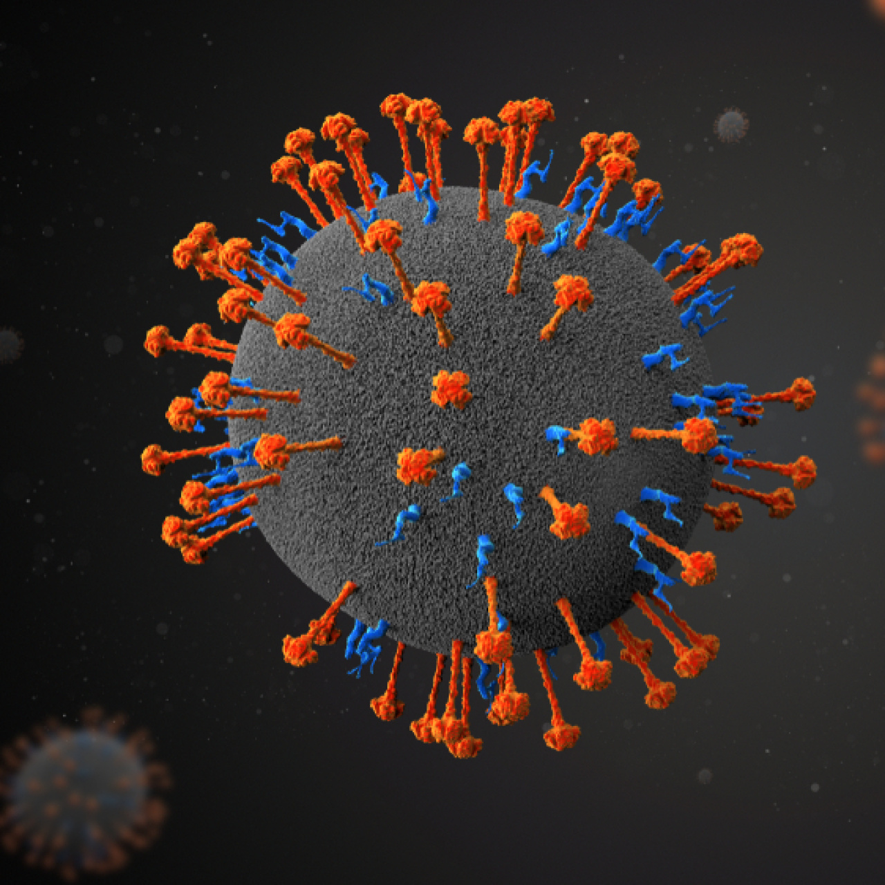 Yarasalardan bulaşan ölümcül virüse karşı uyarı!