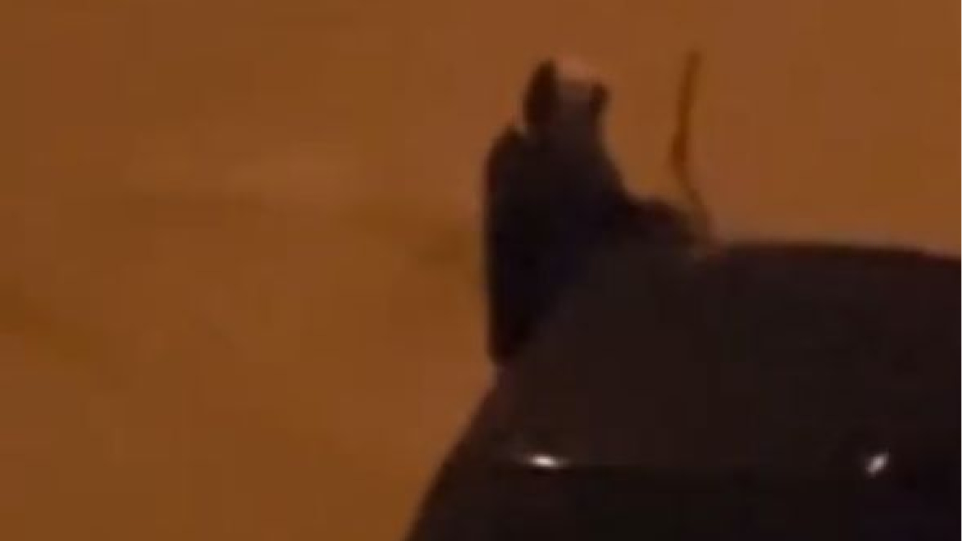 Çok sayıda aracın sileceklerini kırdı! | Son dakika haberleri