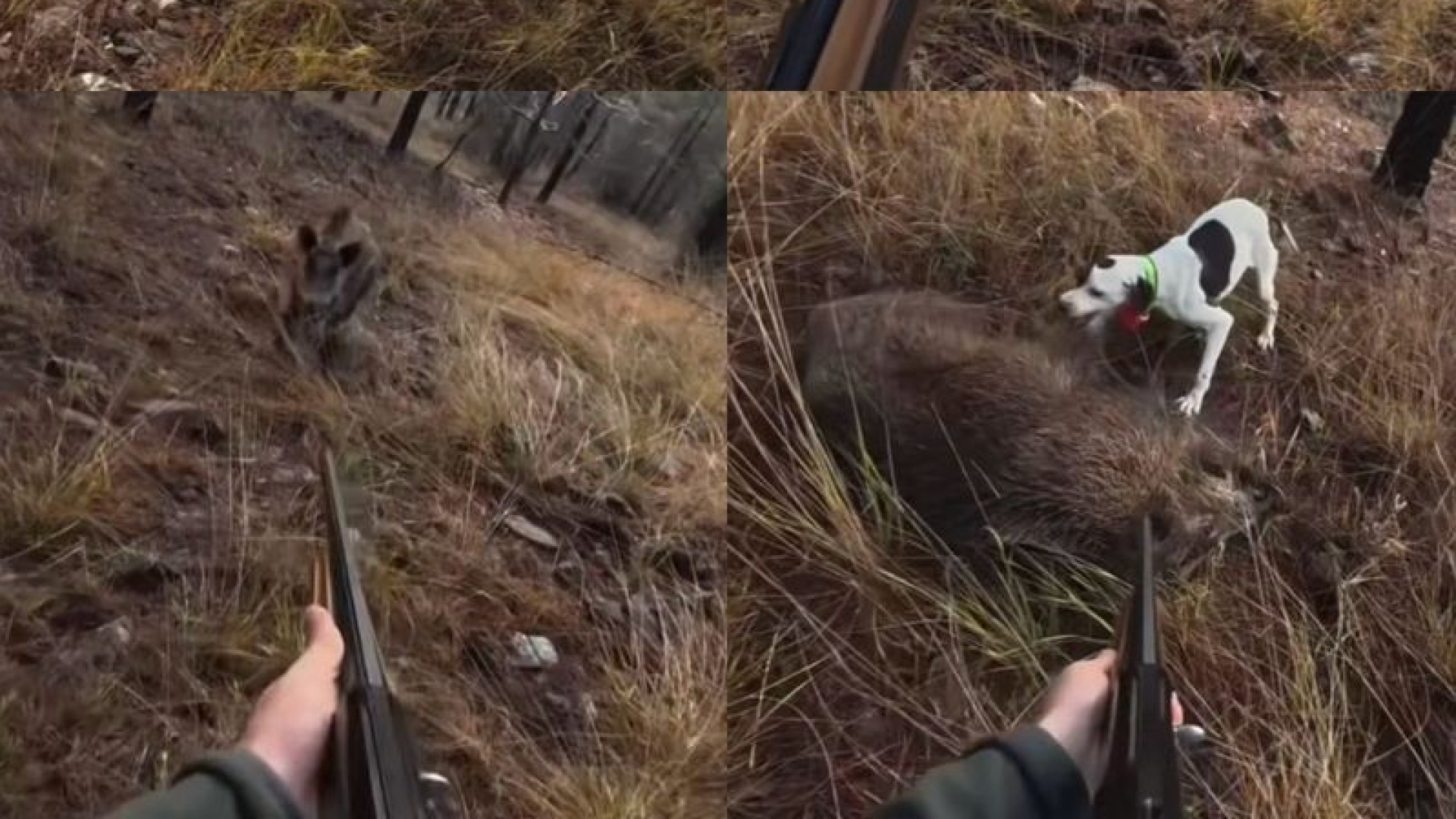 Son dakika: Mersin'de av sırasında domuz saldırısı kamerada