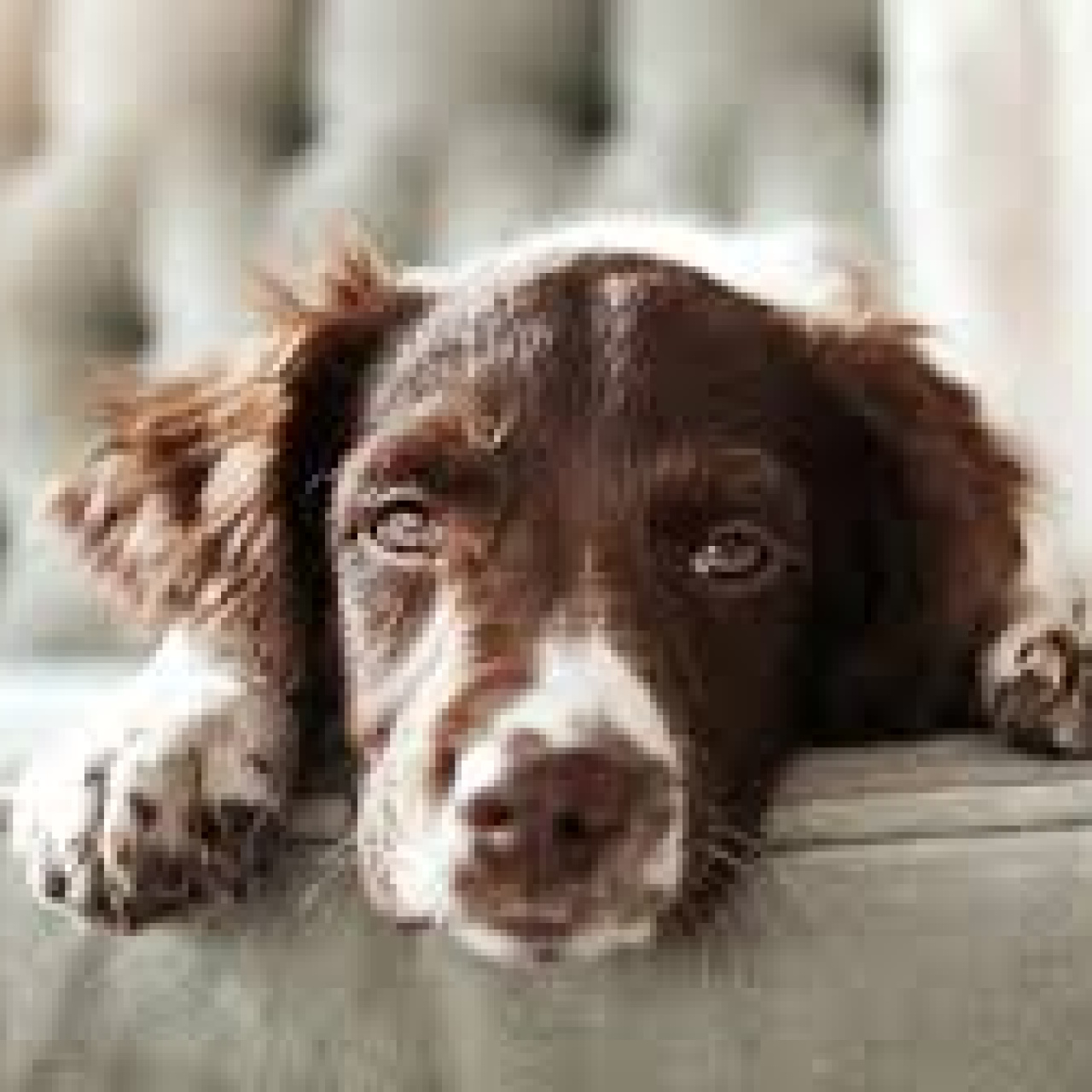 Köpek beslemek günah mı?