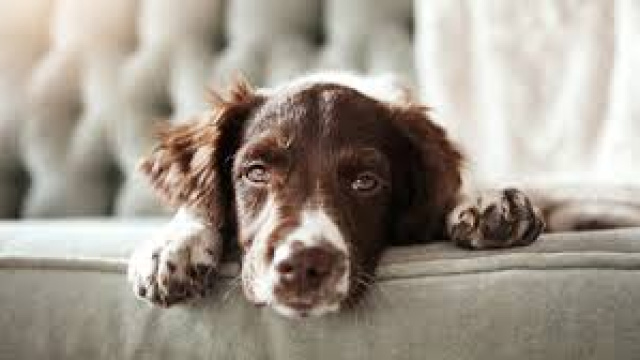 Köpek beslemek günah mı?