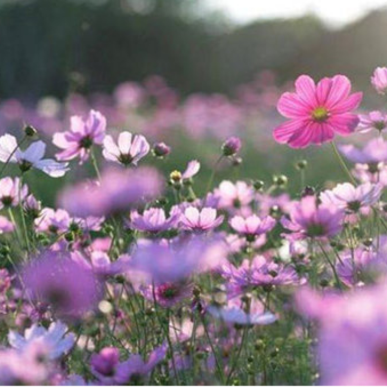 Cemre düşme takvimi 2026