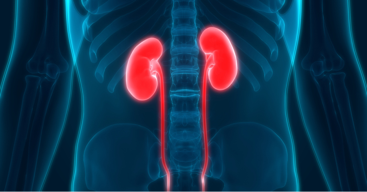 Böbrek Sağlığını Koruyan Öneriler - Su Tüketimi, Beslenme ve Aşırı Alışkanlıklar