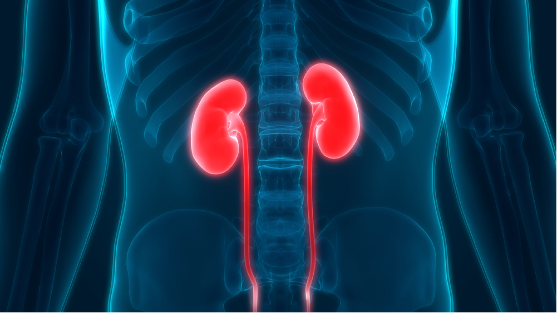 Her gün yaptığınız bu hata böbrekleri zorluyor olabilir! Böbrekleri ne temizler? İşte böbrek sağlığını koruyan öneriler!