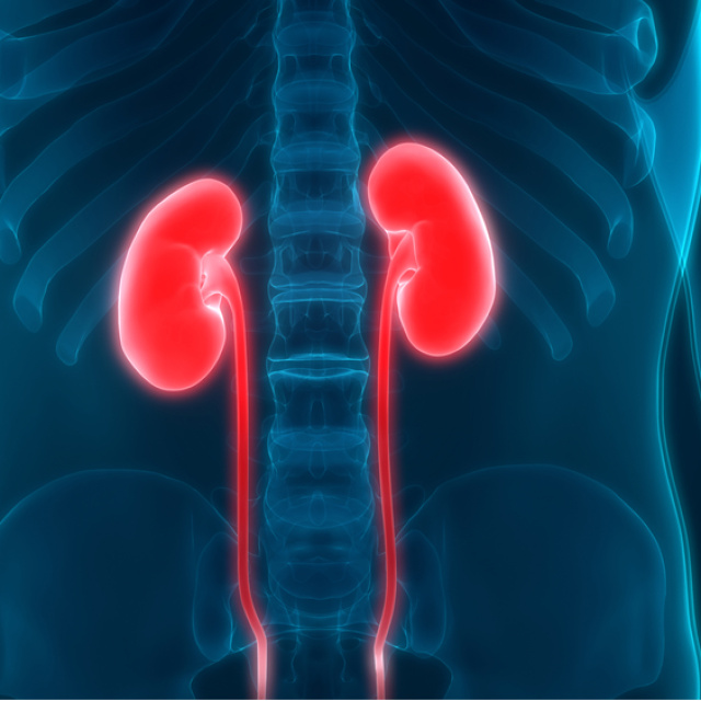 Böbrekleri ne temizler?
