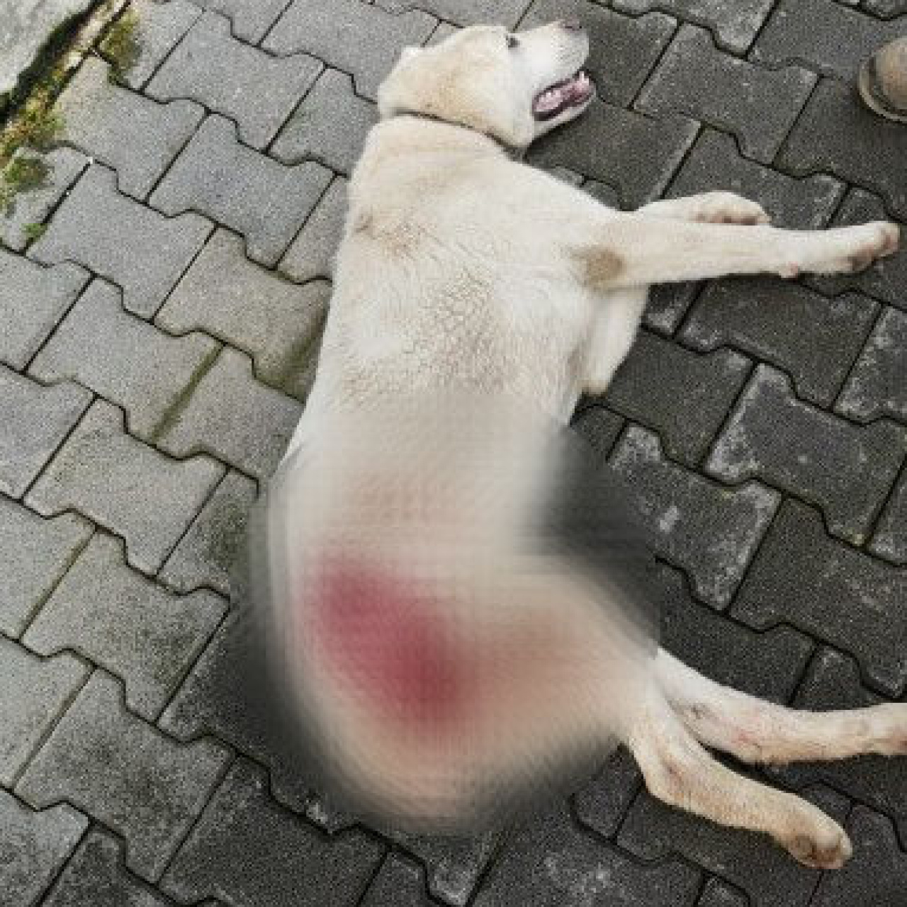 Bahçesine giren köpeği tüfekle vurdu!