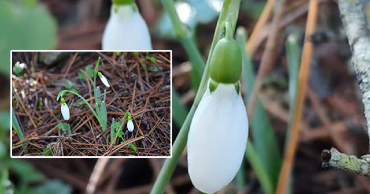 Kardelen Çiçeklerini Koparmanın Cezası 7 Kat Arttı - Manisa