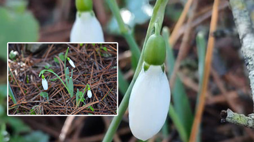 Bu çiçeği koparmanın bedeli dudak uçuklatıyor!