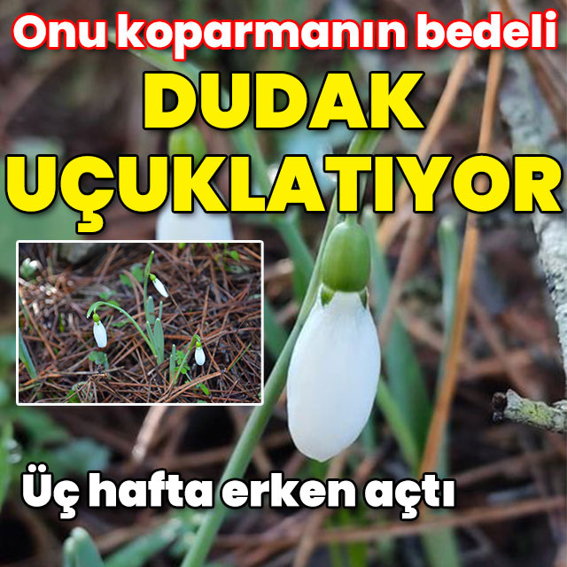 Bu çiçeği koparmanın bedeli dudak uçuklatıyor!