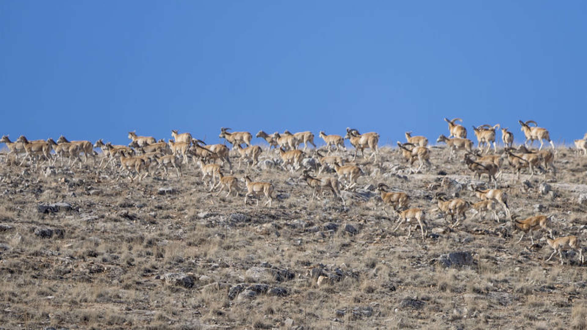 'Anadolu cerenleri' Konya'daki doğal yaşam alanlarında görüntülendi