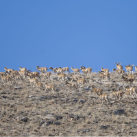 Konya'da görüldü! Hayvancılık için 'altın madeni'