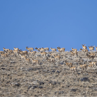 Konya'da görüldü! Hayvancılık için 'altın madeni'