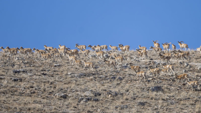 Konya'da görüldü! Hayvancılık için 'altın madeni'