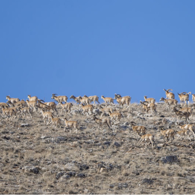Konya'da görüldü! Hayvancılık için 'altın madeni'