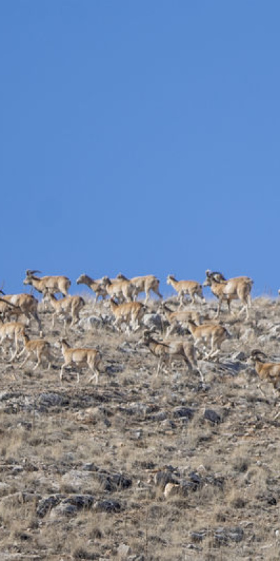 Konya'da görüldü! Hayvancılık için 'altın madeni'
