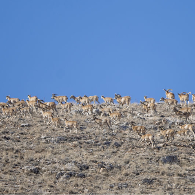 Konya'da görüldü! Hayvancılık için 'altın madeni'